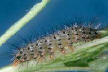 Fireweed moth